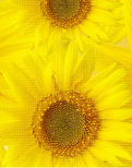 sunflowersbg4