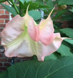 trumpetPlant