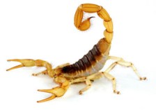 scorpion1