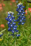 bluebonnets